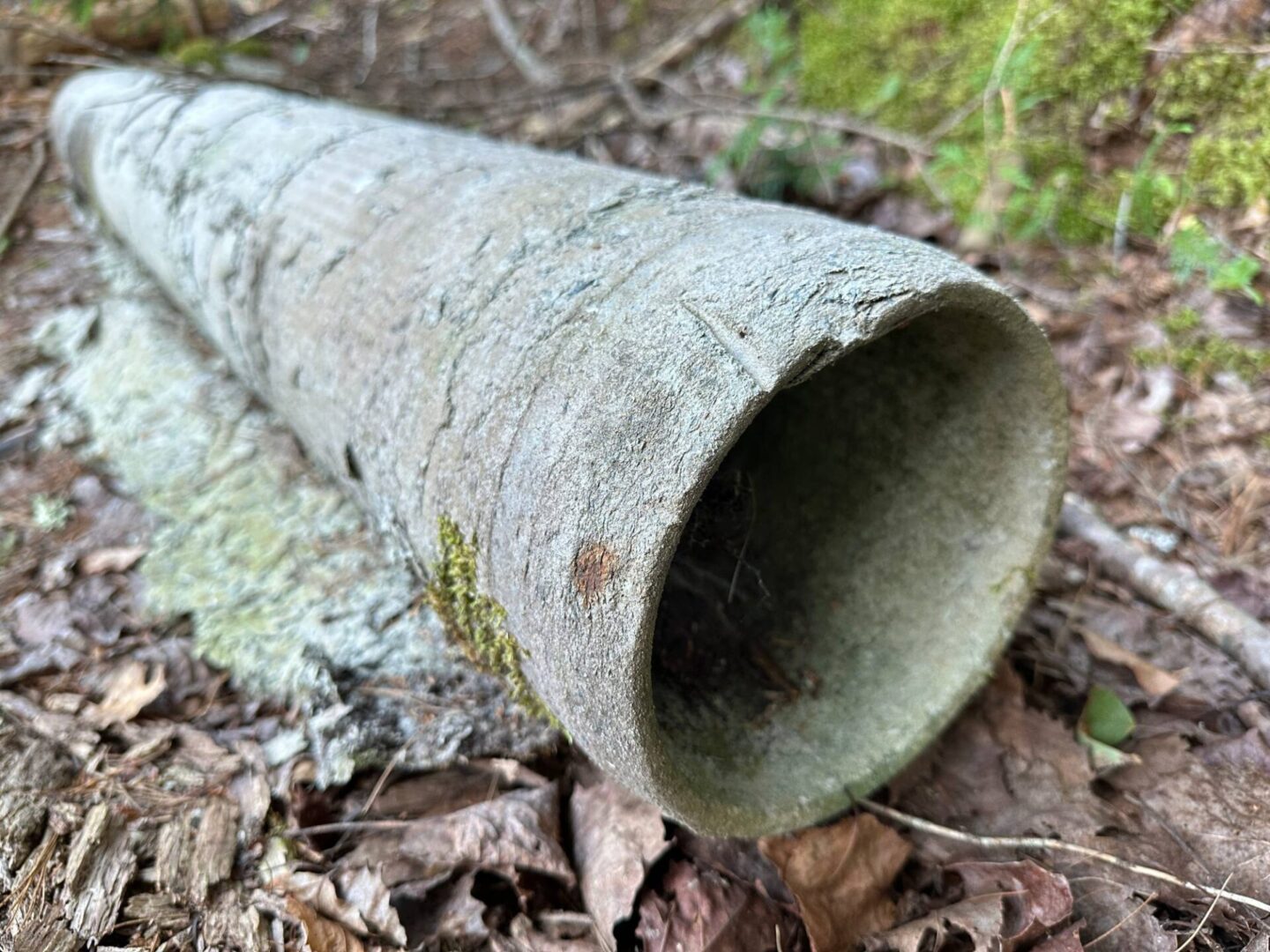 Old weathered concrete pipe in woods.