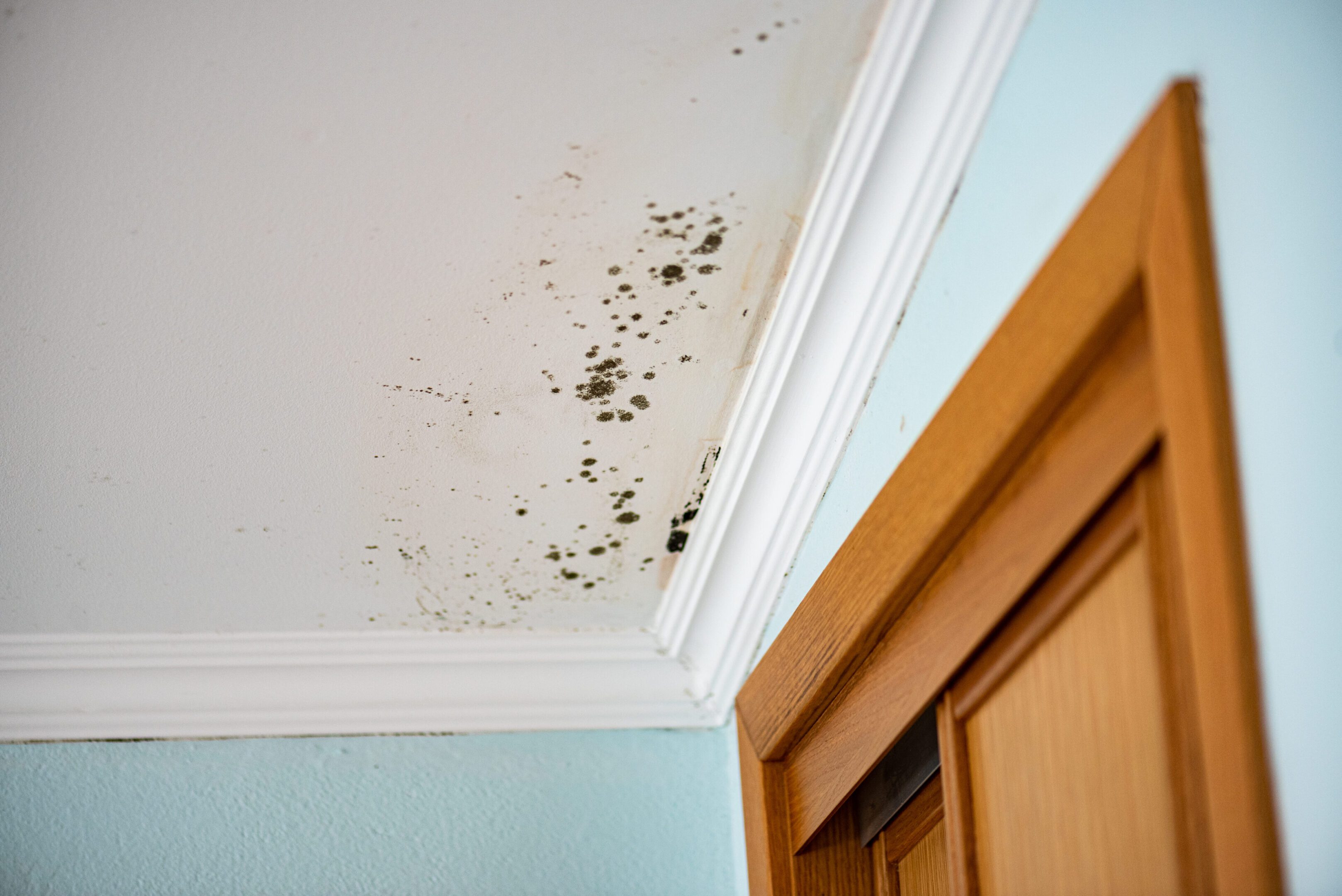 A room with black mold on the ceiling and walls.