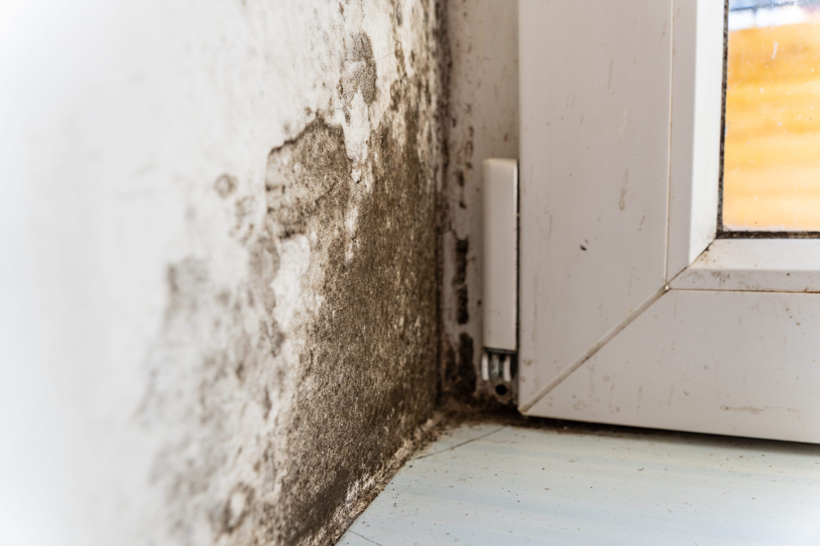 A wall that has been damaged by mold.